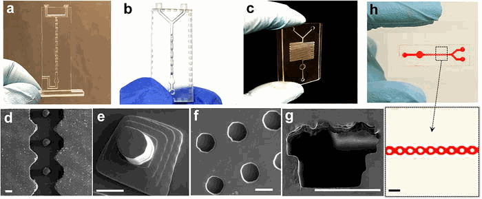 Characterization of 3D printing for fabricating microfluidic mixers: (a) SAR microfluidic mixer, (b) 3D ring-shaped micromixer, (c) and serpentine micromixer. Channel diameter is ∼500 μm. SEM imaging was used to characterize variable 3D-printed microstructures: (d) posts in curved microfluidic channel, (e) pyramid post arrays, (f) microwells, and (g) a D-shaped hollow microchannel. Scale bar: 200 μm. (h) The bonded layer of a 3D-printed open channel with a glass slide.