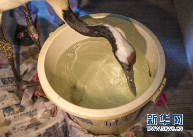 3d-printed-beak-implant-4