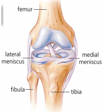 Medical diagram of the Meniscus in the knee. Image via Physical Healthcare.au