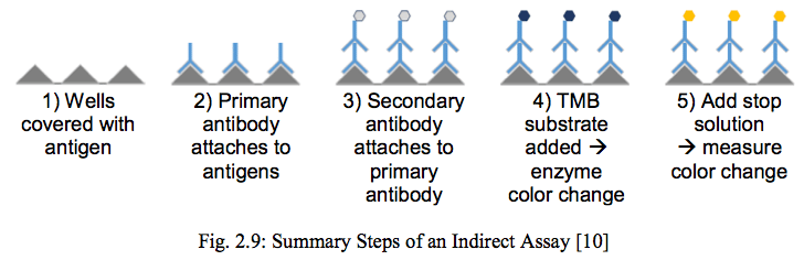 Summary Steps of an Indirect Assay (image courtesy Maria Bauer/UCI)