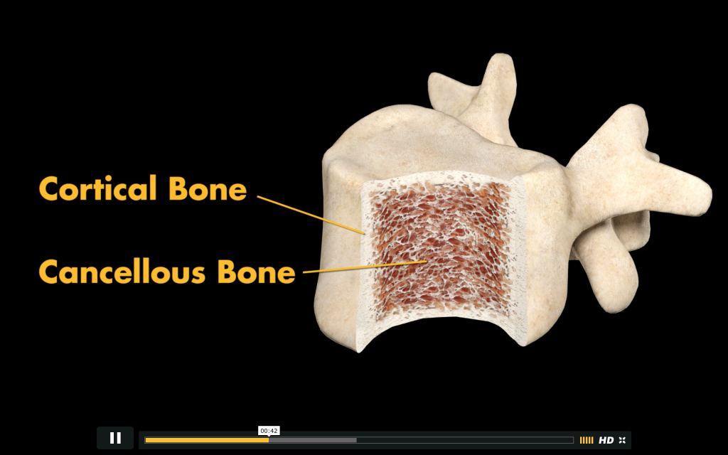 The structure of a bone. Dense cortical outer-shell and the spongy, cancellous inner. Image via: Stryker
