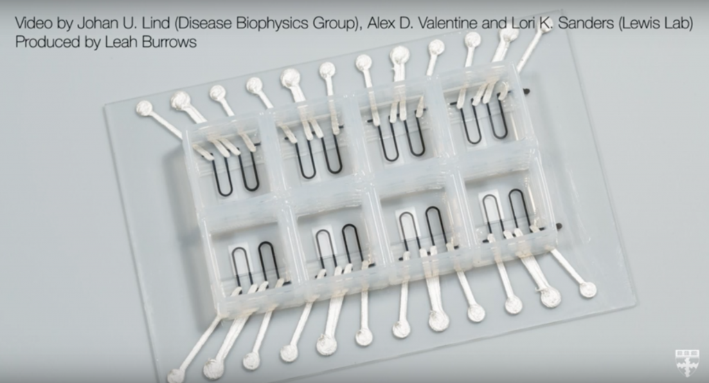 The finished structure of 3D printed hearts on chips. Screenshot via: Harvard John A. Paulson School of Engineering and Applied Sciences on Youtube