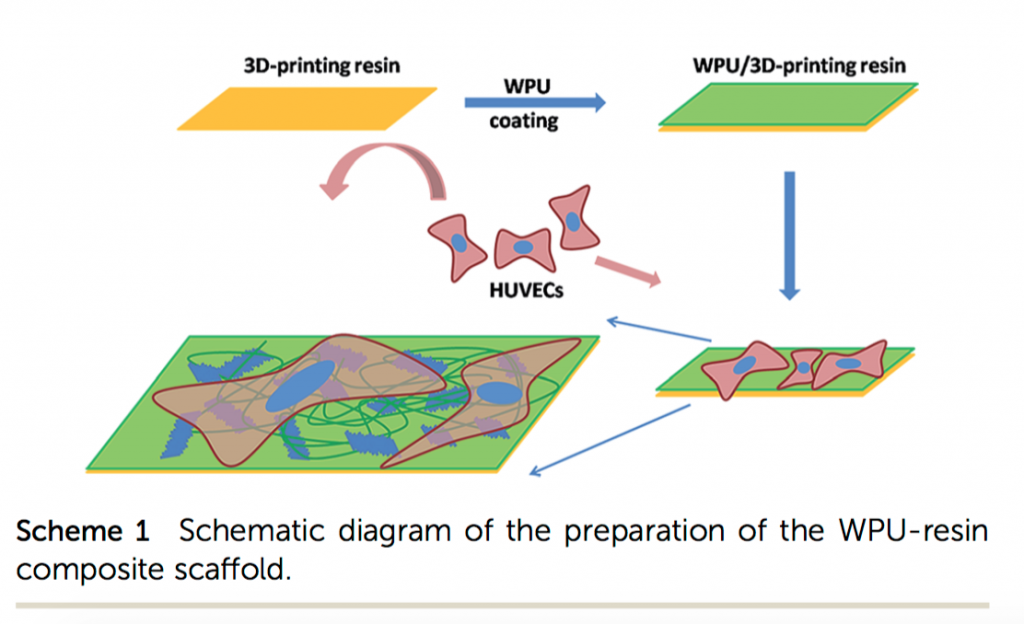 The process of making a biological scaffold (HUVECs short for human umbilical vein endothelial "stem" cells) Image via: RSC Advances 