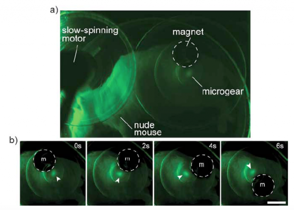 A scan of the iMEMS implanted within a a mouse. Image via: Sia et al.