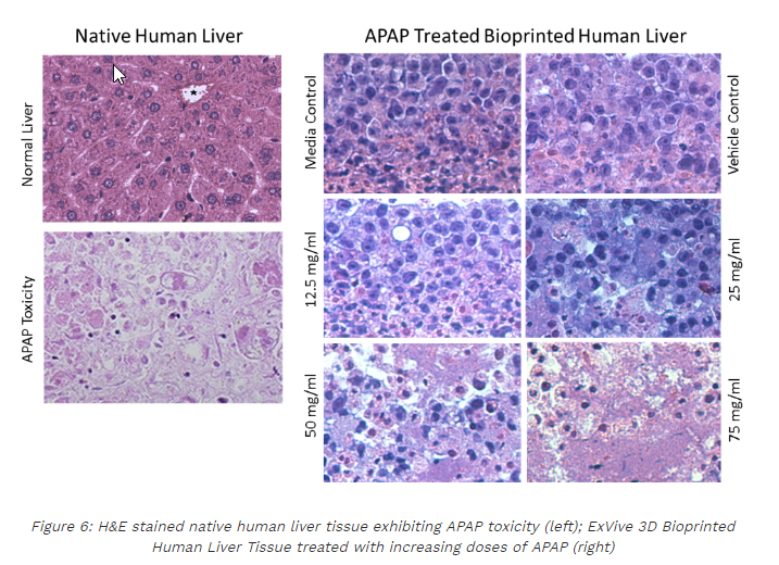 Organovo demonstrate toxicity testing with ExVive liver product. Image via Organovo